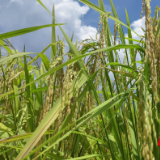 种粮大户秦冬玲:引领致富路 共筑丰收梦