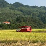 清水坪镇大坝村:新农机助力水稻丰收