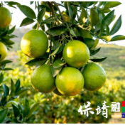 酉水之畔橙飘香 保靖县比耳镇解锁脐橙亿元产业