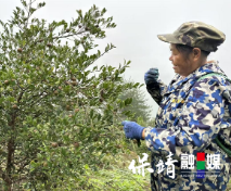 酉水河畔油茶红  碗米坡镇丰收忙