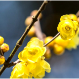 彭图湘:掬起腊梅那淡淡的香