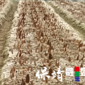 保靖县复兴镇:小蘑菇撑起乡村振兴“致富伞”