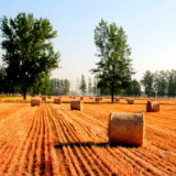 辛小湘丨湖南秸秆焚烧政策调整背后的治理智慧