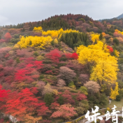 春风又绿酉水岸 植此青绿向未来