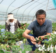 保靖县清水坪镇:26年种植“夫妻档” 共创“莓”好生活