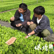 保靖县清水坪镇:移栽烟叶“金苗” 绘就振兴图景