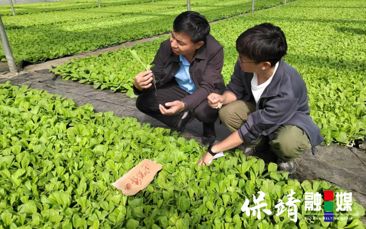 保靖县清水坪镇：移栽烟叶“金苗” 绘就振兴图景