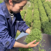 茶香苗韵绘青春:“00后”青年龙翠萍返乡创业的黄金茶梦