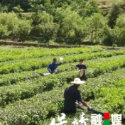 保靖黄金茶产业发展中心:夏日茶园管护忙,茶韵飘香蓄势长