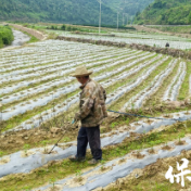 保靖县清水坪镇:“一地多种”绘就乡村振兴新图景