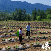 保靖县清水坪镇:多措并举,护航烟叶产业健康发展