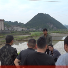 保靖启动机械化插秧 助力农业现代化发展