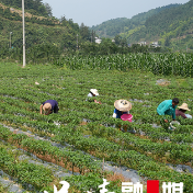 三项工作·实干争先|保靖县客寨村:“一地多种”绘就乡村振兴好“丰”景