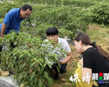 保靖县迁陵镇:岳阳对口技术帮扶助力辣椒产业提质增效