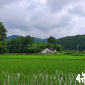 保靖县阳朝乡猛科村:机械插秧绘新景 百亩良田披绿装