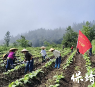 保靖县腊洞村:党旗映照致富苗 干群同心壮集体