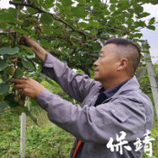 酉水河畔新农人 科技赋能兴乡村——保靖县工商联执委张承忠与酉水阳桃的振兴之路