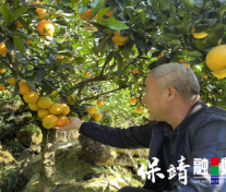 旗帜飘扬·榜样力量 保靖坝木村:党建引领产业兴 农旅融合绘新景