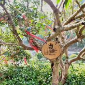 一花引得百花开——保靖黄金茶古茶资源立法保护成果综述