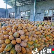 清水坪镇腊洞村：瓜田遍陇喜丰收  真情驻村硕果香