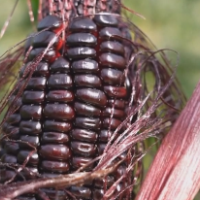 新品种黑糯玉米喜获丰收 百姓致富添新路