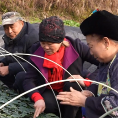 “保靖黄金茶之母”张湘生：倾尽年华 只为一片黄金叶