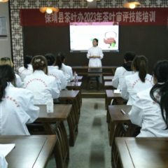  “保靖好人”罗婧君:保靖黄金茶文化传播使者