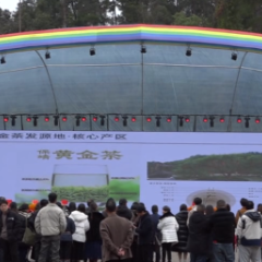 微短剧开机+新茶发布！保靖奏响文化与产业融合交响曲