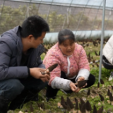 记者走基层 融媒促振兴 清水坪镇羊肚菌喜获丰收  产业振兴激发乡村发展新动能