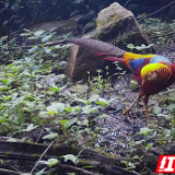 湖南白云山国家级自然保护区:白颈长尾雉野外种群持续增加