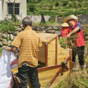 文明新风润湘西,文明创建我参与丨保靖县毛沟镇:志愿助农收稻谷贴心服务解民忧