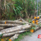 保靖县比耳镇:及时处置盗伐违网 法治之力守护绿水青山