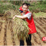 保靖税务:助农为农促振兴历廉践廉显担当