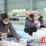 民营经济赋能县域经济高质量发展|吴启鹏:强品牌助销售 让柑橘成为乡亲的“致富果”