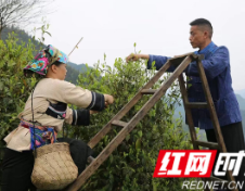 保靖县葫芦镇:春风正拂面 采茶好时节