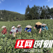 保靖县吕洞山镇:不误农时 “明前茶”采摘忙