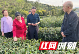 新西兰华侨华人联合会考察保靖黄金茶产业  助推保靖黄金茶出海飘香