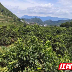 保靖县比耳镇:万亩柑橘 绘就乡村振兴新画卷