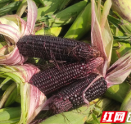 保靖县复兴镇:黑糯玉米喜丰收 “五进四回”显成效