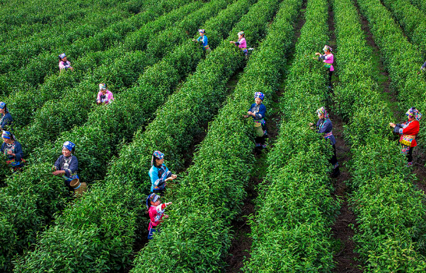 指尖上的春天 | 保靖黄金茶开采纪实