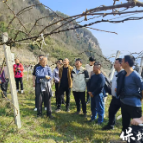 专家团队深入保靖猕猴桃基地 传授种植技术助推产业发展