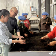 保靖黄金茶产业发展中心：技术指导与防火宣传齐发力
