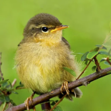 白云山观鸟季  ——题黄腹树莺