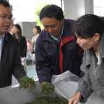 红茶制作正当时 保靖黄金茶红茶制作得到岳阳市技术帮扶
