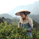 保靖黄金茶产业发展中心:保靖黄金茶新品系游离氨基酸含量再创新高