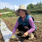 保靖县清水坪镇:党建引领绘丰景,南瓜铺就振兴路