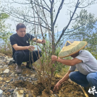 保靖县水田河镇片区:帮扶集团开展“种连心树·结帮扶情”活动