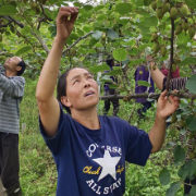 保靖县碗米坡镇:酉水藤牵振兴线,青山酿出共富“猕”