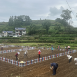 “小种子”撬动“大产业”，保靖县阳朝乡开展农耕研学基地播种活动