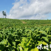 青春沃土·筑梦保靖｜王俊：一颗种子的力量